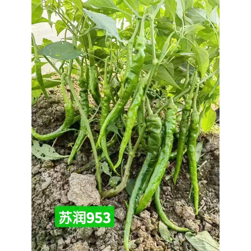 苏润951苏润953软皮羊角椒辣椒种子辣味浓早熟土辣椒种