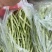 保定顺平漏天白芸豆大量上市，有需要的老板可以联系我
