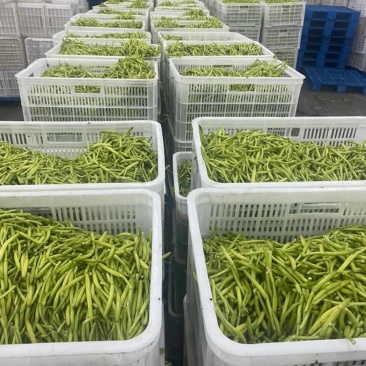 精品速冻黄花菜大量有货保证质量可视频看货