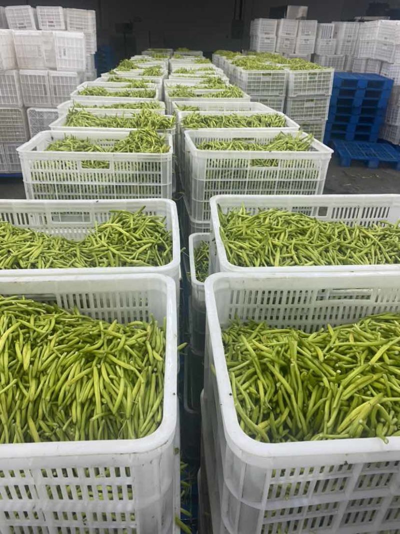 精品速冻黄花菜大量有货保证质量可视频看货