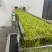 精品速冻黄花菜大量有货保证质量可视频看货