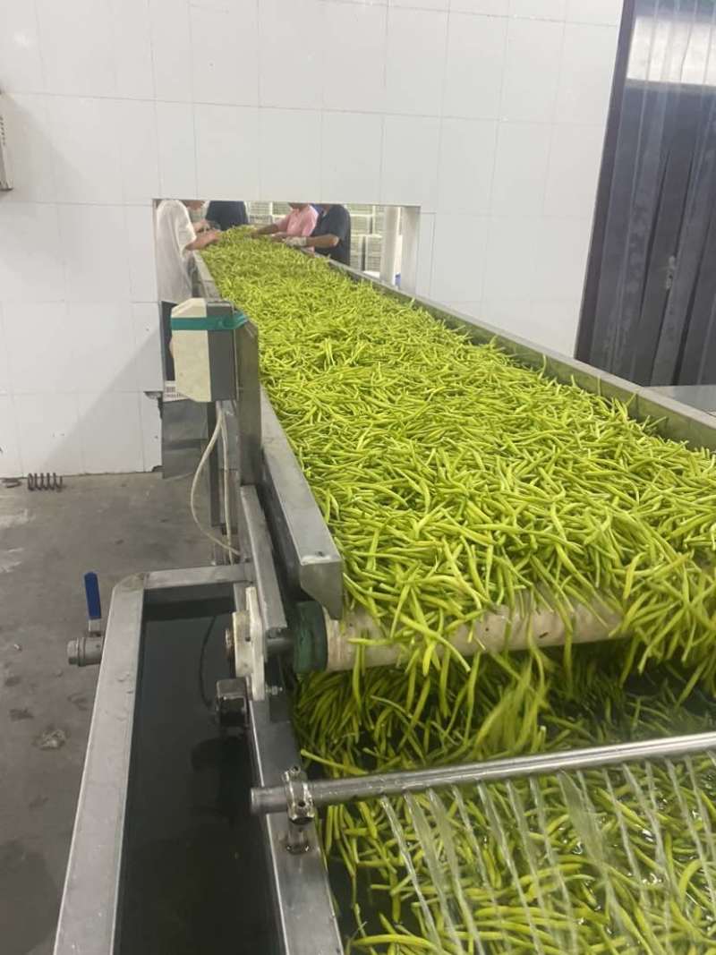 精品速冻黄花菜大量有货保证质量可视频看货