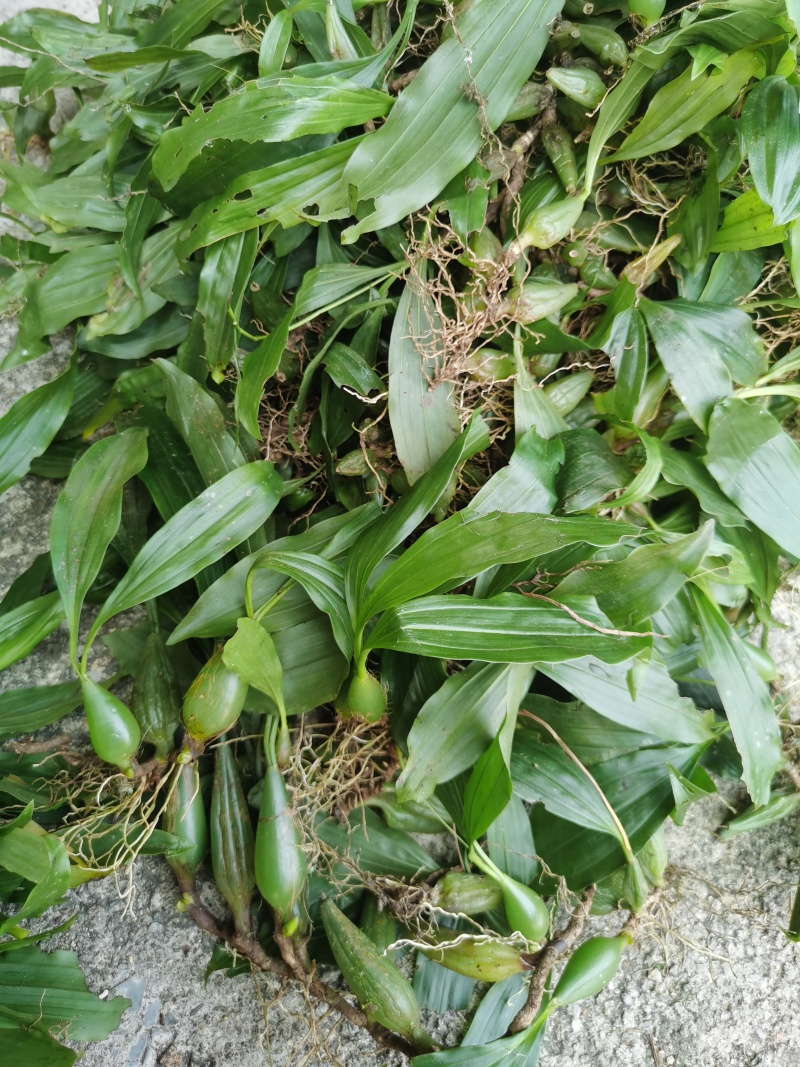 新鲜饱满的石仙桃，广东原产地，100斤以上包邮