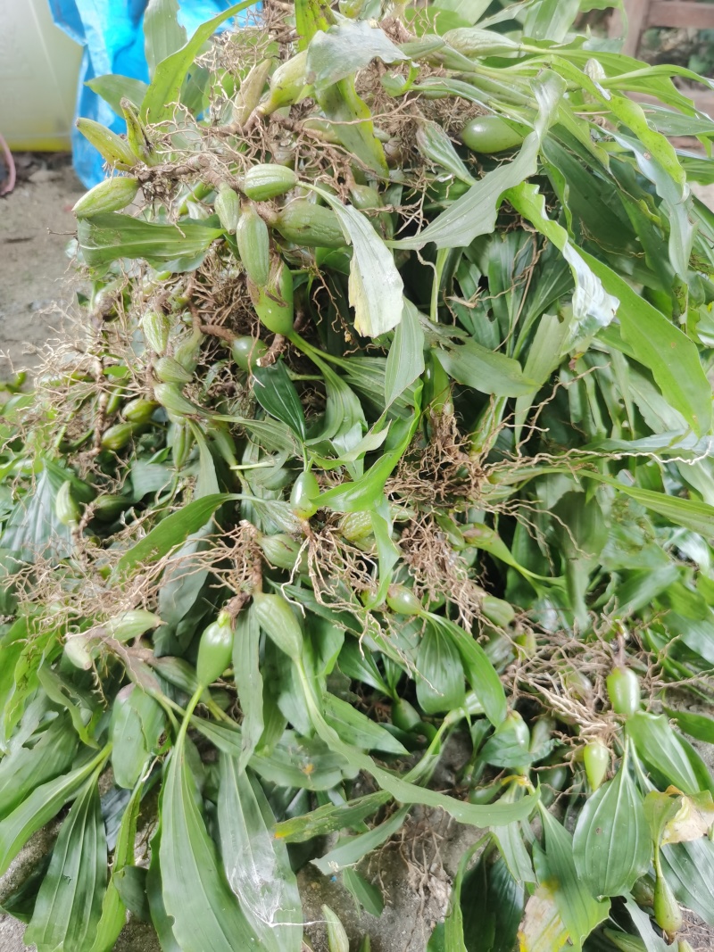 新鲜饱满的石仙桃，广东原产地，100斤以上包邮