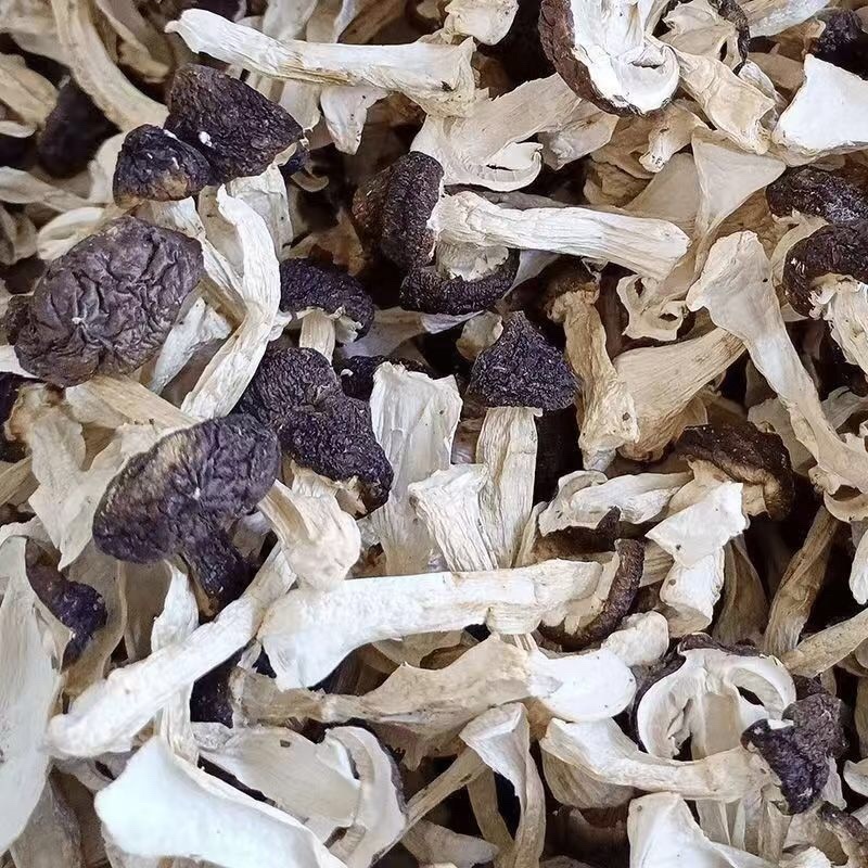 烘干赤松茸