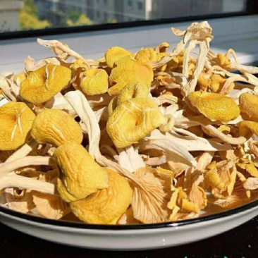 鸡油菌