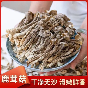 鹿茸菇