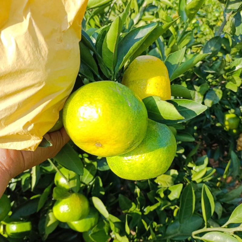 回龙圩特早密桔