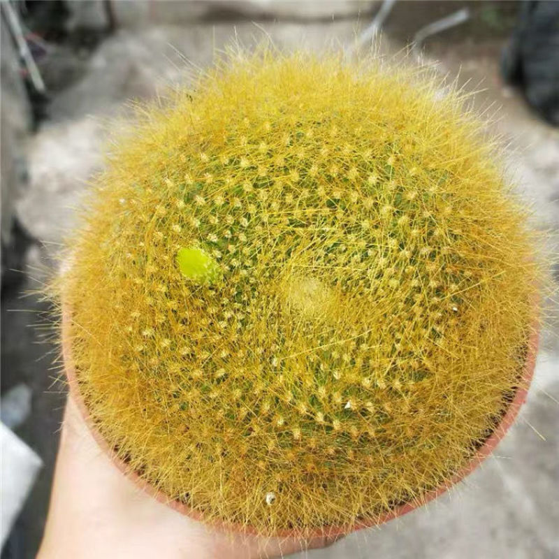 金雪光仙人球自根多肉植物仙人掌盆栽办公室桌面防辐射