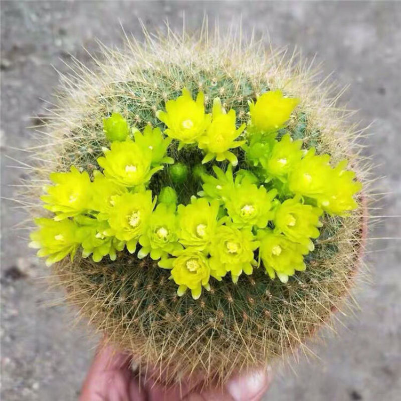 金雪光仙人球自根多肉植物仙人掌盆栽办公室桌面防辐射