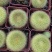 金雪光仙人球自根多肉植物仙人掌盆栽办公室桌面防辐射