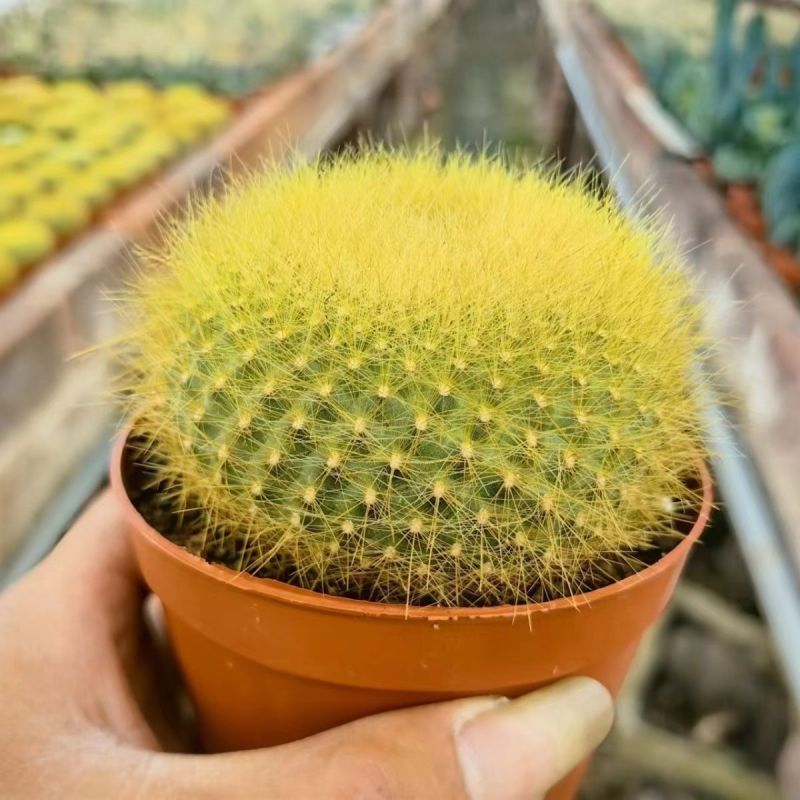 金雪光仙人球自根多肉植物仙人掌盆栽办公室桌面防辐射
