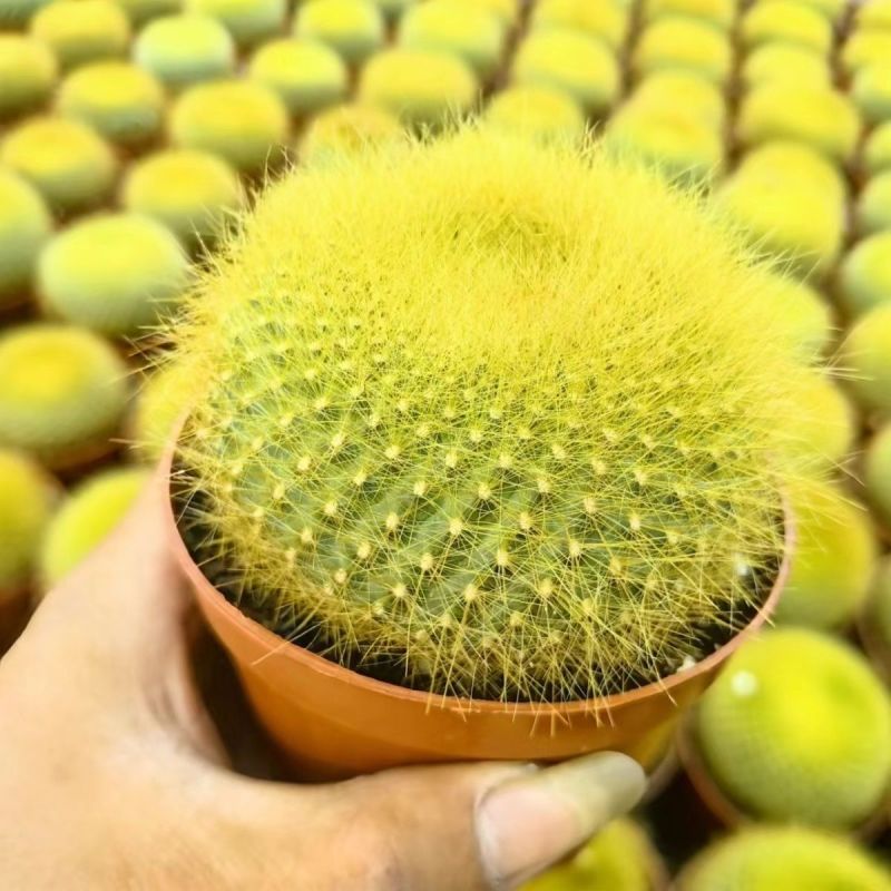 金雪光仙人球自根多肉植物仙人掌盆栽办公室桌面防辐射