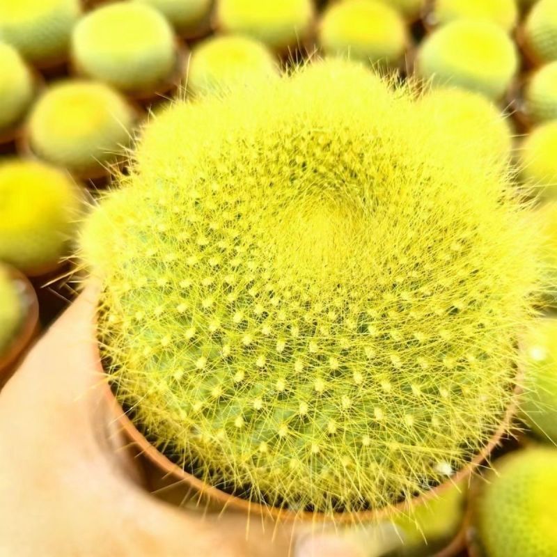 金雪光仙人球自根多肉植物仙人掌盆栽办公室桌面防辐射