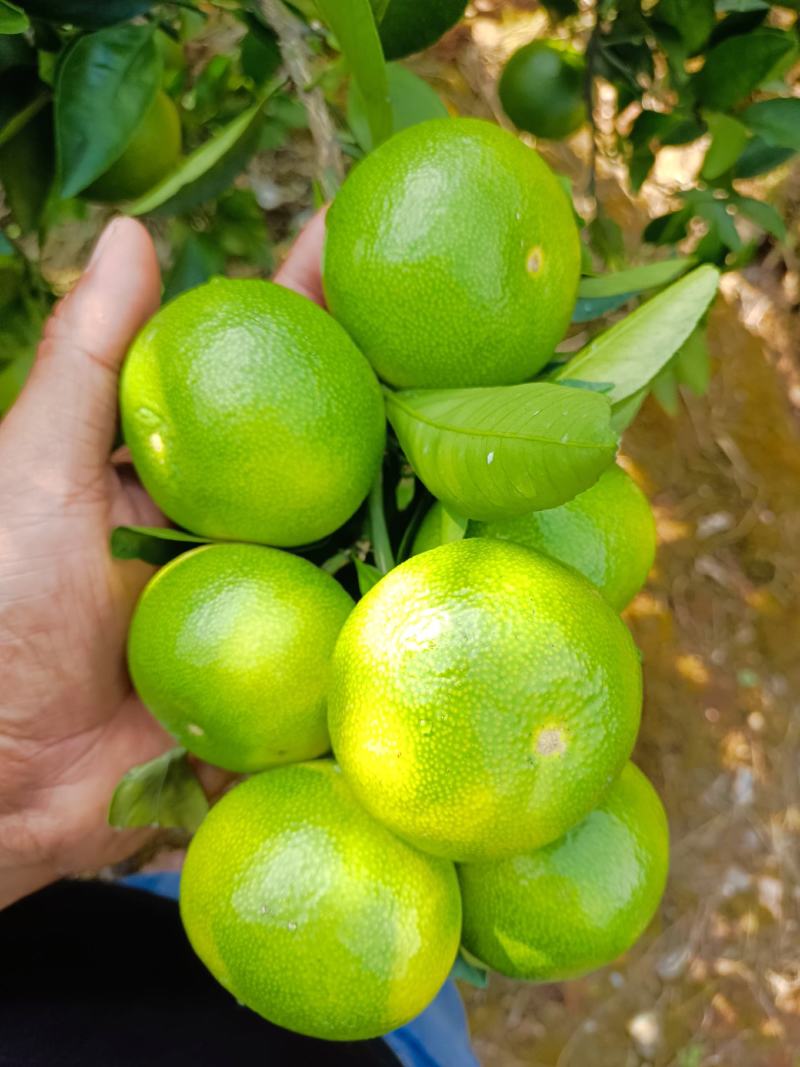 回龙圩特早密桔