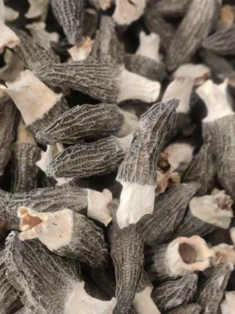 羊肚菌