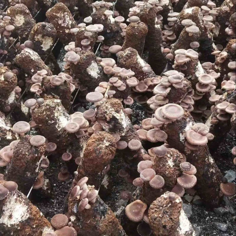 马桑菌