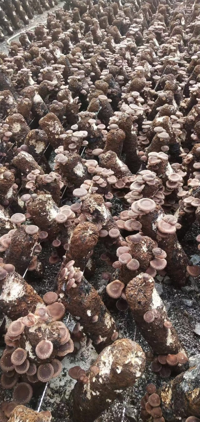 马桑菌