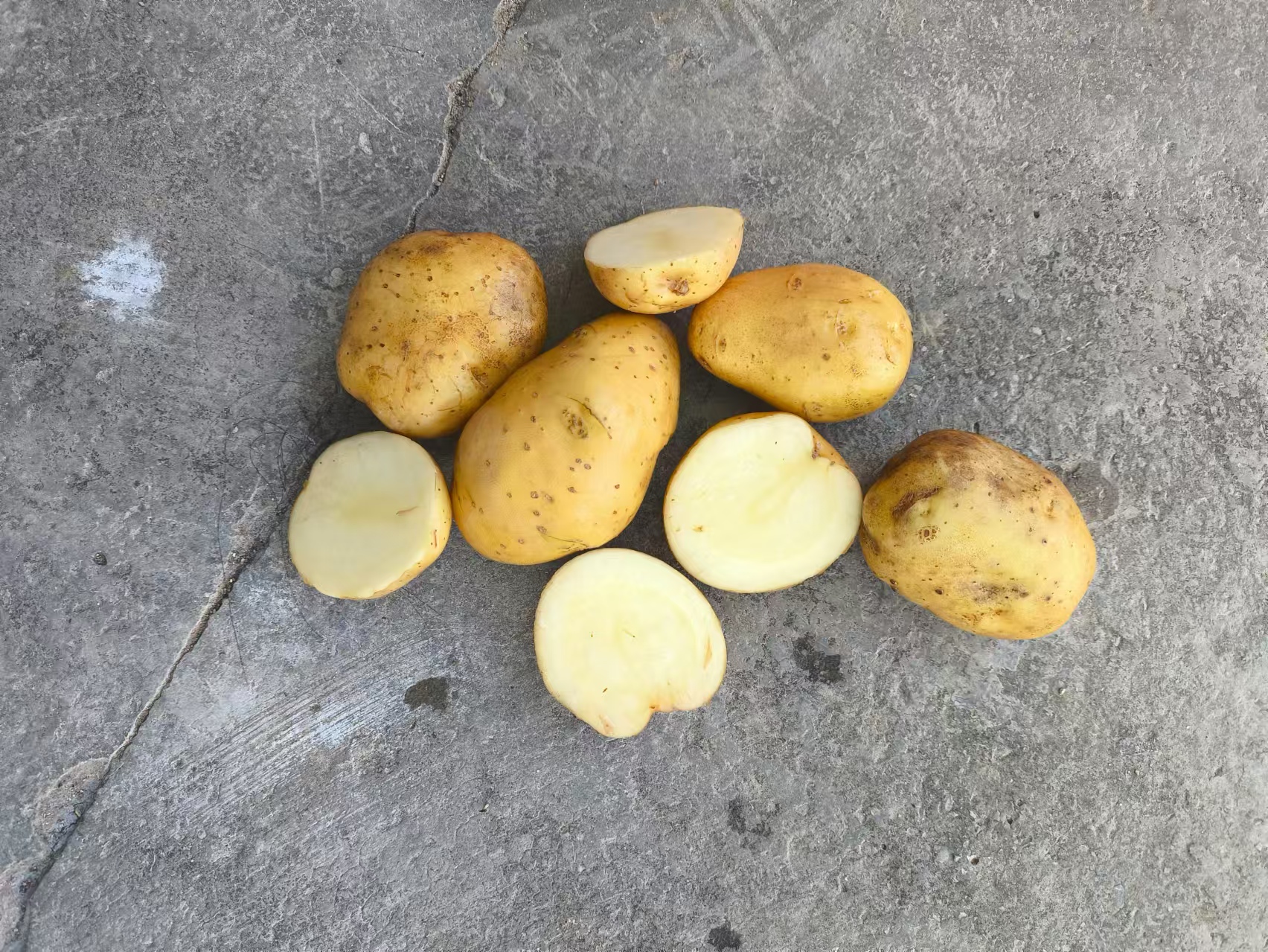 尤金马铃薯特写,展示其黄色果肉和较大块茎特征 尤金马铃薯特写