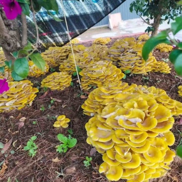 林下仿野生鸡油菌