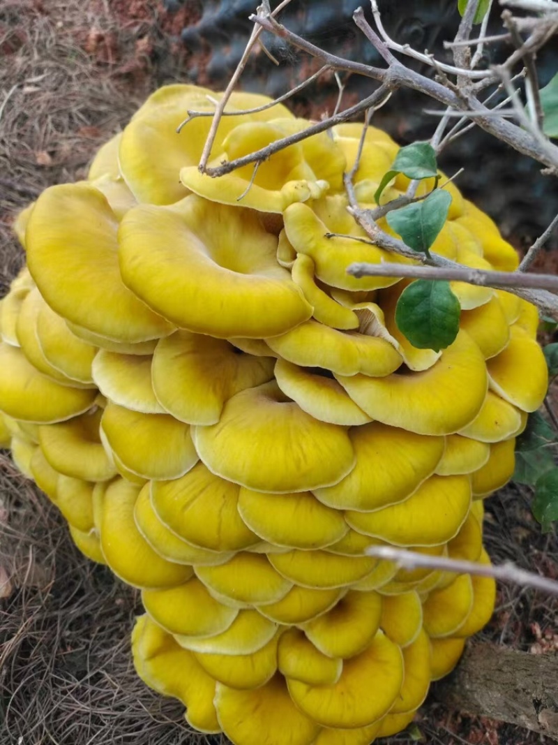 林下仿野生鸡油菌