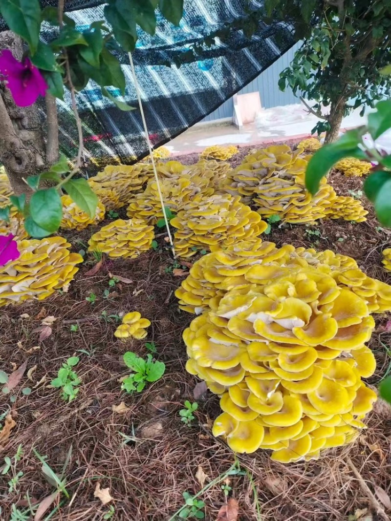 林下仿野生鸡油菌