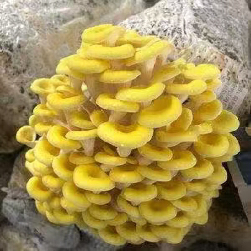 林下仿野生鸡油菌
