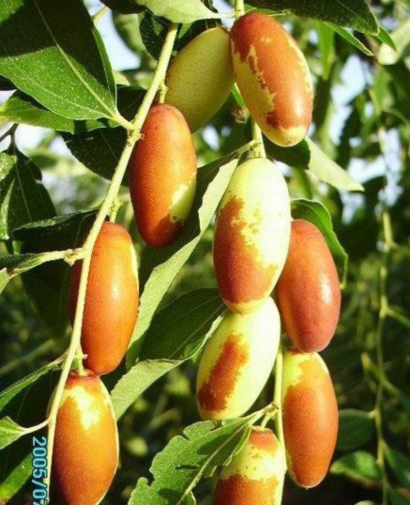 子弹头，马牙枣精品货，对接市场电商一件代发