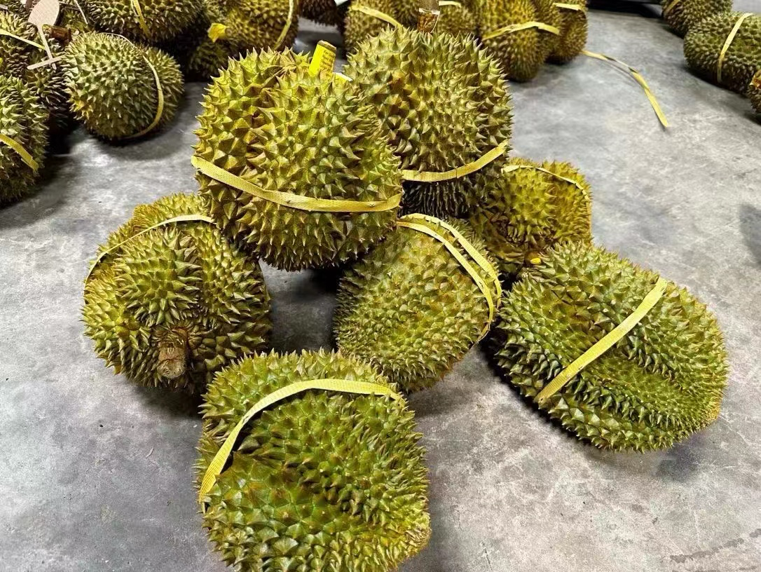 金枕头榴莲整果与切开状态对比