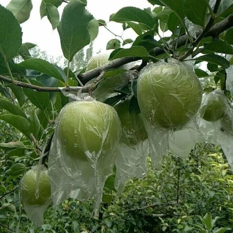 王林苹果辽宁苹果一手货源可视频看货欢迎下单