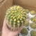 耕耘锦仙人球精品多肉植美观易养室内防辐射桌面盆栽