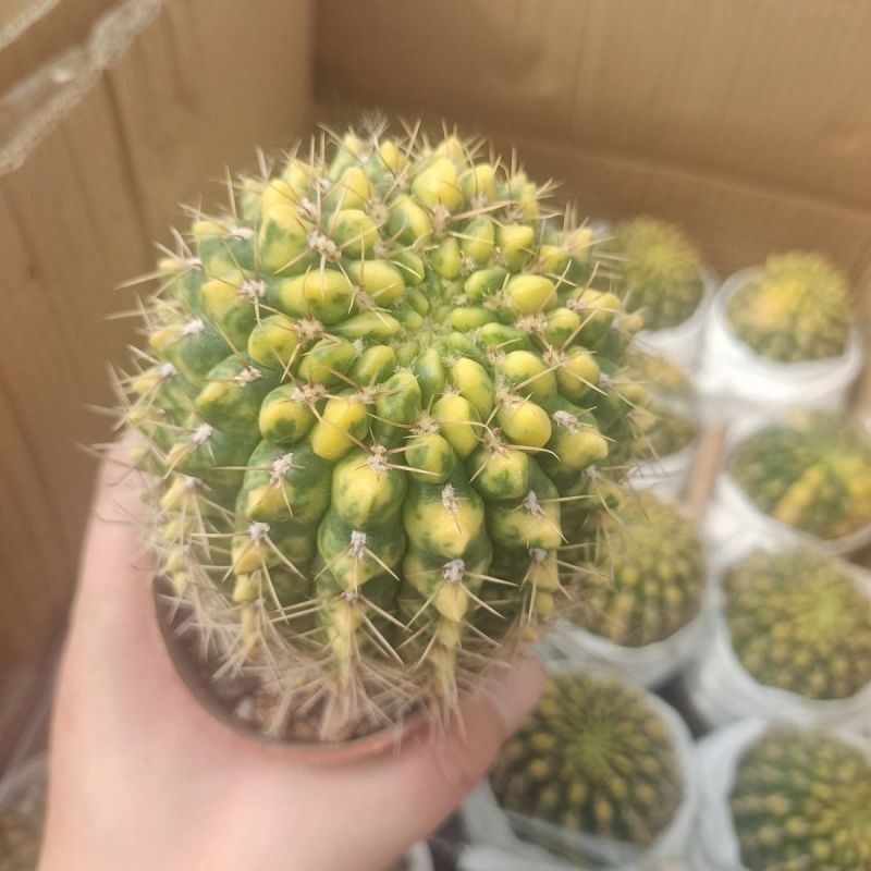 耕耘锦仙人球精品多肉植美观易养室内防辐射桌面盆栽