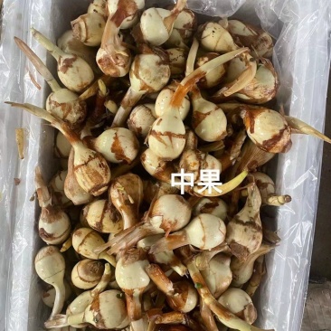 茨菇大量供应有需要的老板请联系