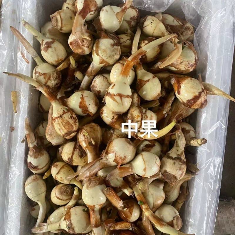 茨菇大量供应有需要的老板请联系