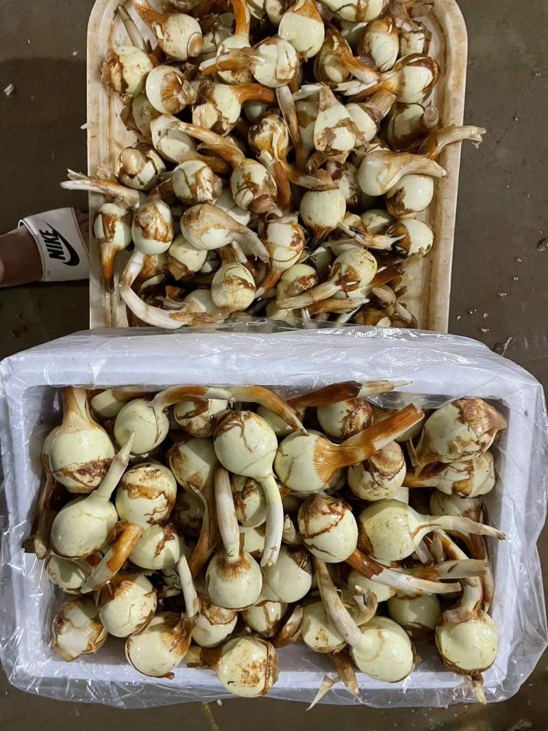 茨菇大量供应有需要的老板请联系