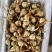 茨菇大量供应有需要的老板请联系