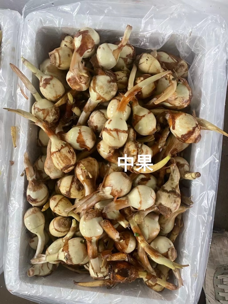茨菇大量供应有需要的老板请联系