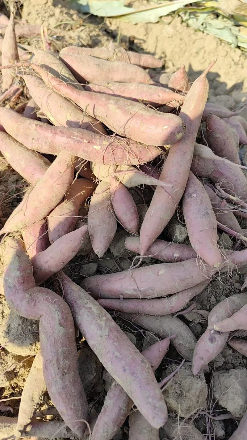 红薯济薯26商薯19哈密糖心等各品种产区大量供应