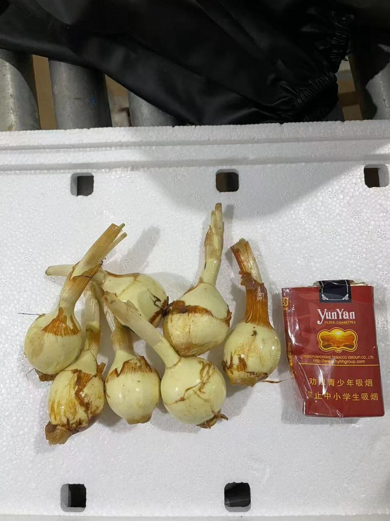 茨菇大量供应有需要的老板请联系