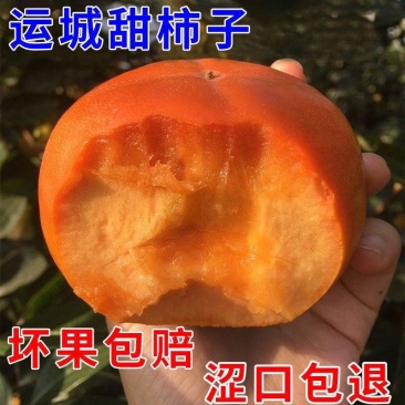 《畅销推荐》山西巧克力脆柿脆甜不涩量基地直发可一件代发