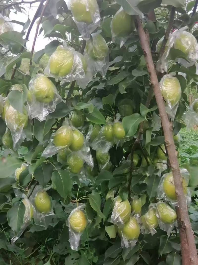 梨玉露香梨红香酥梨产地大量供应质量保证，欢迎咨询