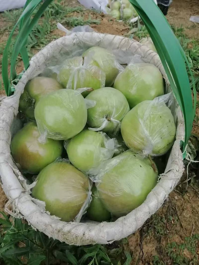 梨玉露香梨红香酥梨产地大量供应质量保证，欢迎咨询