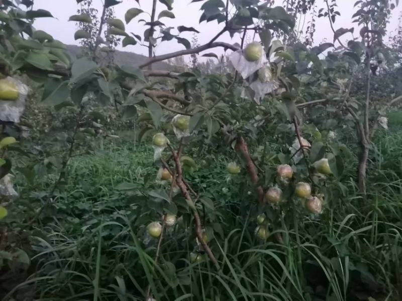 梨玉露香梨红香酥梨产地大量供应质量保证，欢迎咨询