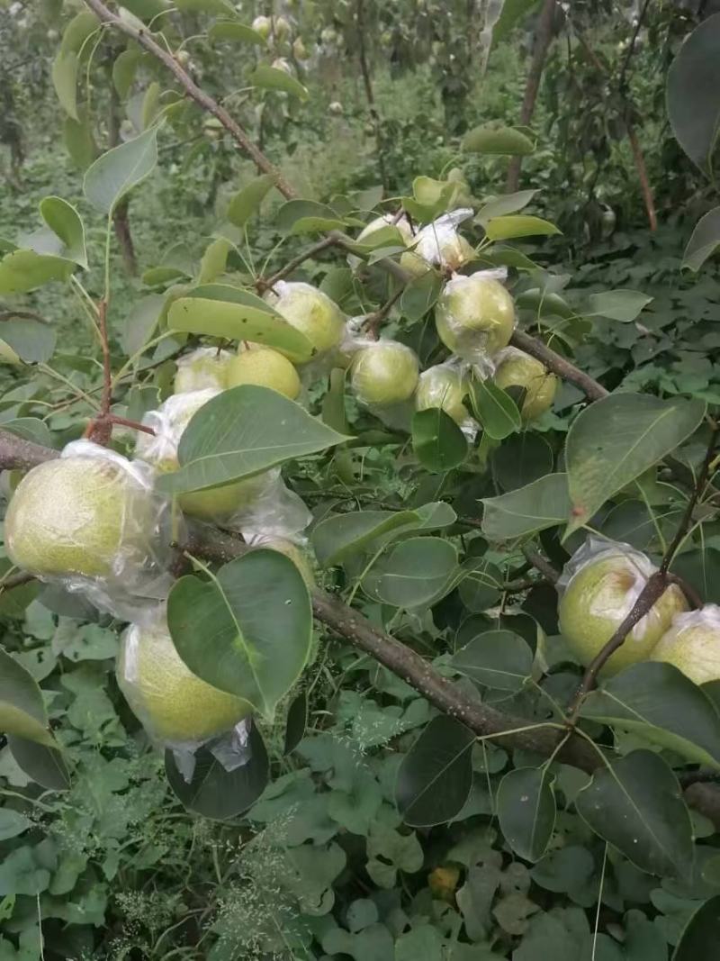 梨玉露香梨红香酥梨产地大量供应质量保证，欢迎咨询