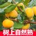 《畅销推荐》山西巧克力脆柿脆甜不涩量基地直发可一件代发