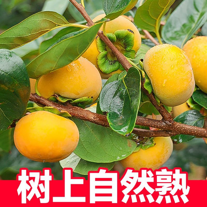 《畅销推荐》山西巧克力脆柿脆甜不涩量基地直发可一件代发