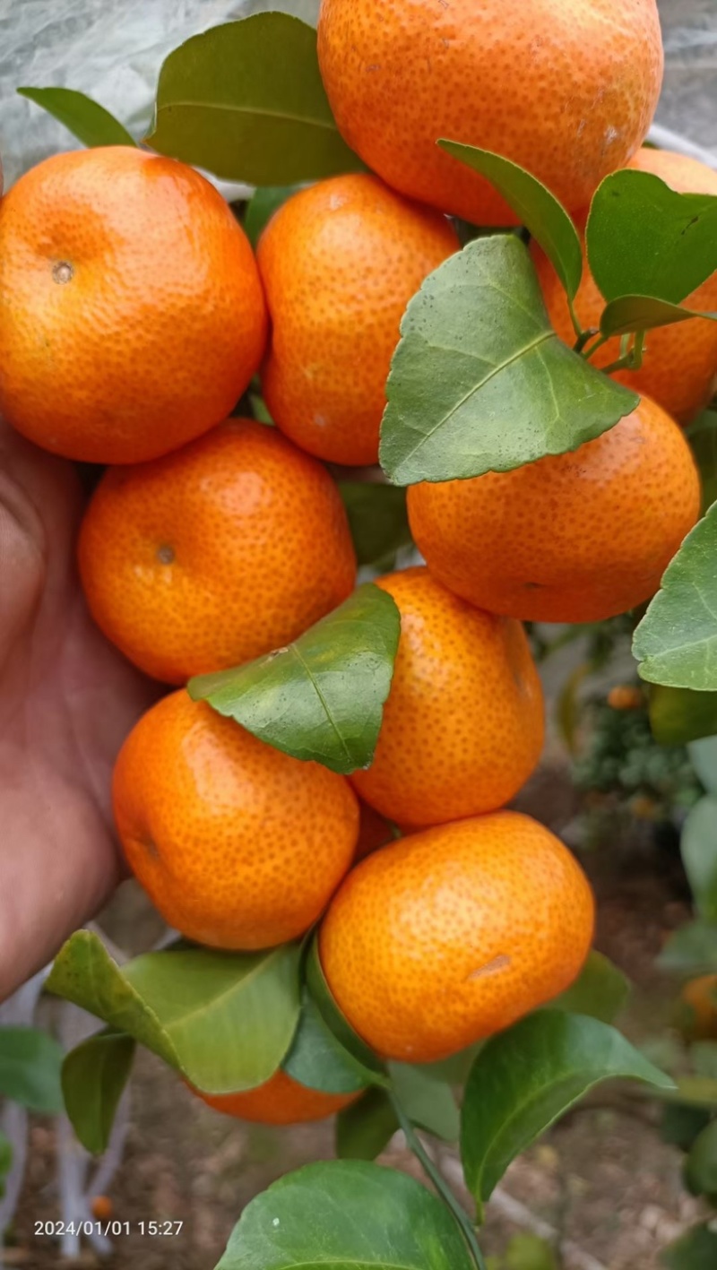 沙糖桔