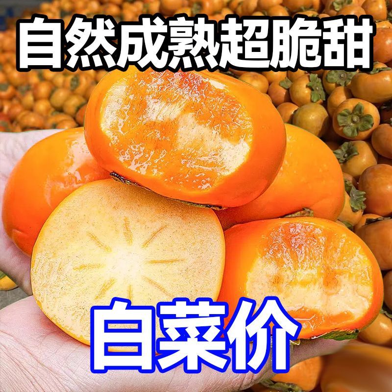 《精选》山西巧克力脆柿脆甜不涩对接商超团购可一件代发