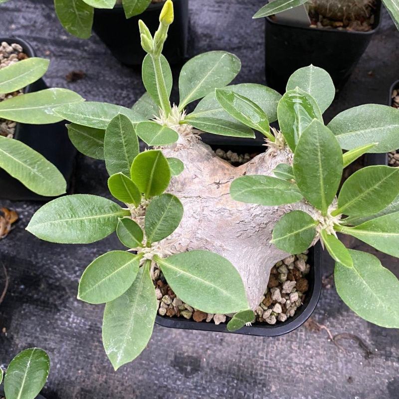 惠比须笑大黑世界知名稀有块根多肉植物肉肉籽播实生易养盆栽
