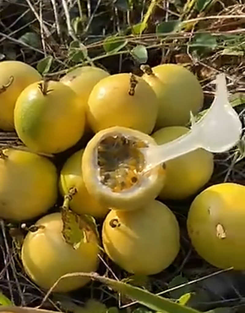 黄金百香果钦蜜9号产地直销**电商和鲜果供应链